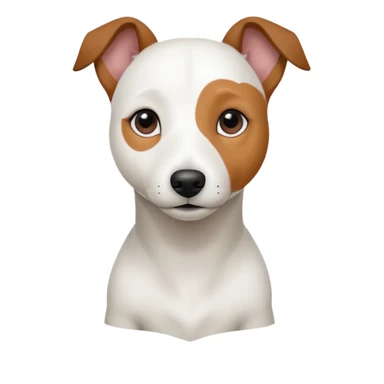 a fully white jack russell the size of a kelpie with floppy ears and a half white face sticker