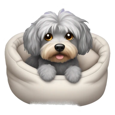 Gray hair with some dark hair Morkiepoo laying in plush dog bed sticker