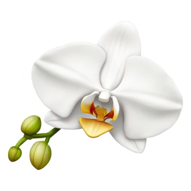 White orchid sticker
