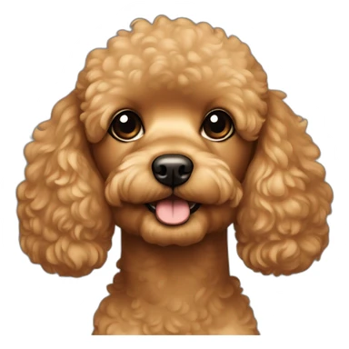 The muzzle of the little toy poodle is carmel-colored sticker