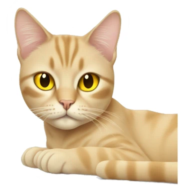 a beige cat with yellow eyes laying on laptop sticker