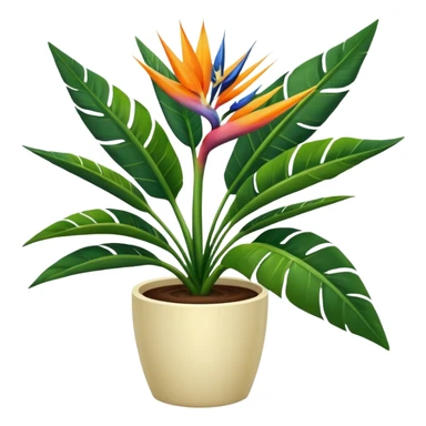 Bird of paradise leafy plant in cream pot no white between leaves sticker