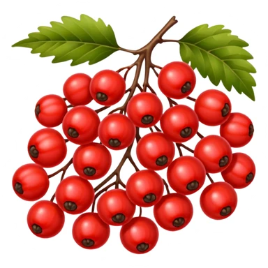 rowan/mountain ash berries, simple sticker