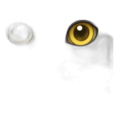 A british shorthair cat in light grey, white and beige with a white bless and with yellow eyes sticker