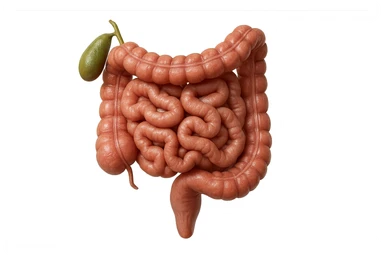 CISTIFELLEA E INTESTINO SONO COLLEGATI NEL DOLORE, SENZA SCRITTE E L'INTESTINO FALLO PERFETTO E REALISTICO, NON DISEGNATO iperrealistico 4k sticker