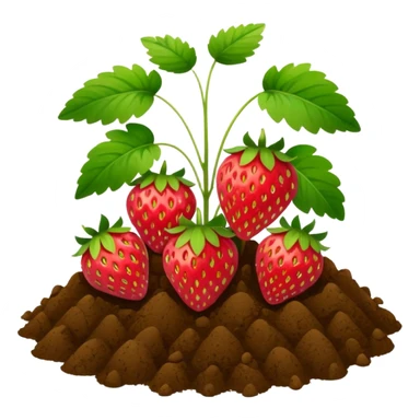 strawberry plant with ground sticker
