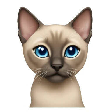 tonkinese kitten with bright blue eyes  sticker