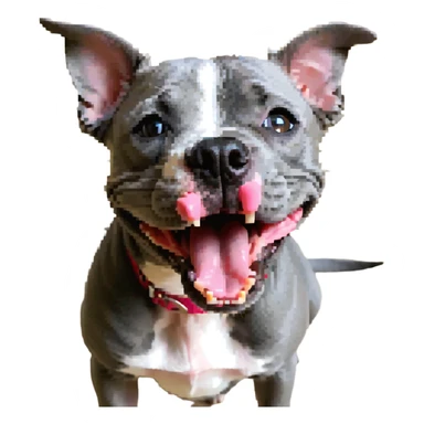 round circle puppy head full grey bleu staffy, big open mouth, big tongue out, stupid expression sticker