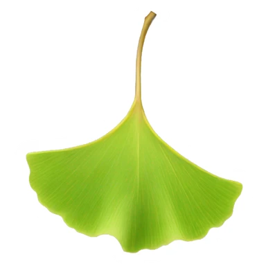 Ginkgo sticker