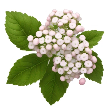 Viburnum  sticker