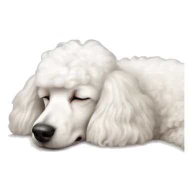 white poodle asleep on pillow  sticker