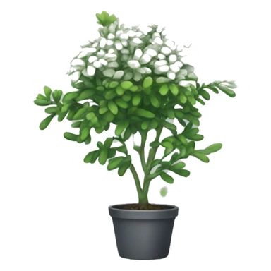 Rue plant sticker