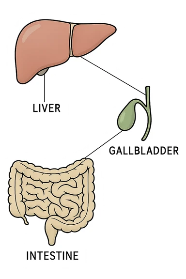 Connessione visiva con linee fegato , intestino e cistifellea sticker