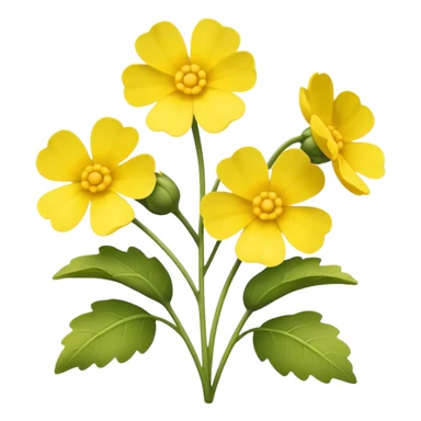 Canola sticker