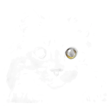 white with gray stripes maine coon cat sticker