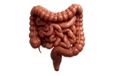 CISTIFELLEA E INTESTINO SONO COLLEGATI NEL DOLORE, SENZA SCRITTE E L'INTESTINO FALLO PERFETTO E REALISTICO, NON DISEGNATO iperrealistico 4k sticker