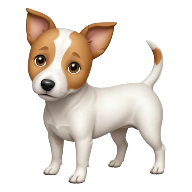 a full body white jack russel looking dog the size of a kelpie with light brown ears and a light brown patch on one eye, flopped down ears and a large snout sticker