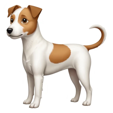 a full body large white parson russell terrier looking dog the size of a kelpie with light brown ears and a light brown patch on one eye and a large snout sticker