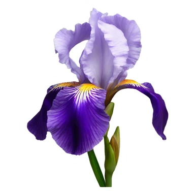 iris flower sticker