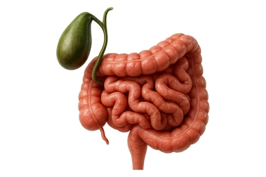 CISTIFELLEA E INTESTINO SONO COLLEGATI NEL DOLORE, SENZA SCRITTE E L'INTESTINO FALLO PERFETTO E REALISTICO, NON DISEGNATO iperrealistico 4k sticker