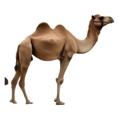 a camel on a yacht in Dubai sticker