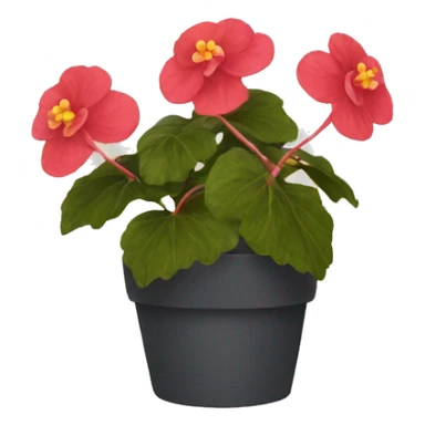 begonia sticker