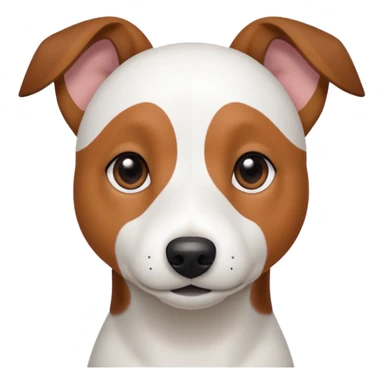 a fully white jack russell the size of a kelpie with floppy ears and a half white face sticker