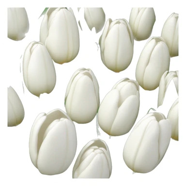 Weiße Tulpen  sticker