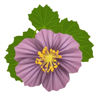 Abutilon hirtum	Buenos días flower sticker