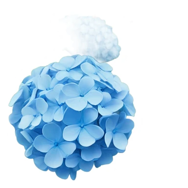 blue hydrangea flower in a garden sticker