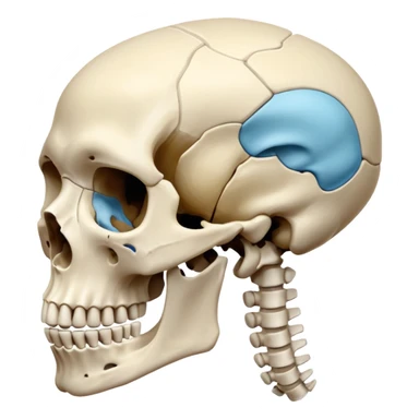 The bones of only  the shoulder sticker