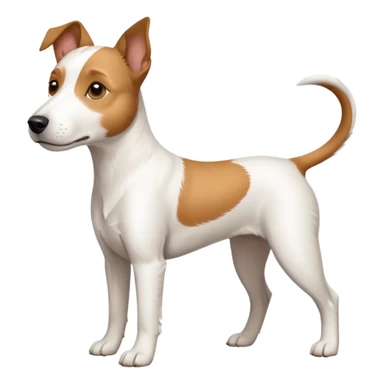a full body large white parson russell terrier looking dog the size of a kelpie with light brown long ears and a light brown patch on one eye and a large snout sticker