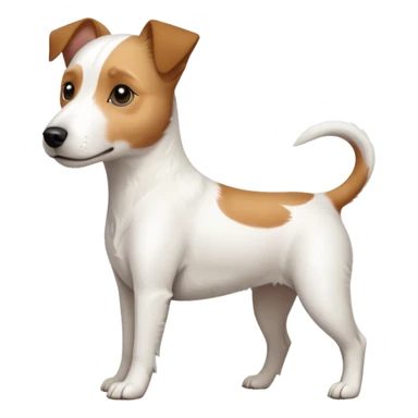 a full body slightly chubby white parson russell terrier looking dog the size of a kelpie with light brown long ears and a light brown patch on one eye and a large snout. the rest of the dog is completely white sticker
