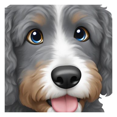 grey bernedoodle with one blue eye and one brown eye sticker