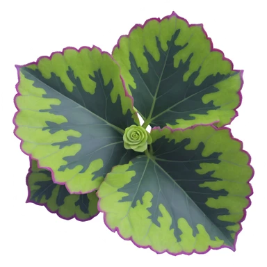 Close-up of Begonia Rex leaf center showing pronounced spiral pattern, dark green leaf with purple edges and white spots sticker