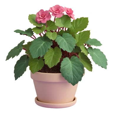 Begonia Rex foliage plant with only greenish-purple spiral patterned leaves in a beige pot, no flowers sticker
