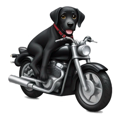 cool black lab riding motorbike sticker