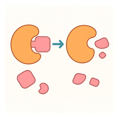 Ultra-detailed scientific illustration  (like in a school book) of enzyme digestion. Macro molecular view, clean white background, no text, no human figures or cartoon characters. Purely biological focus. sticker