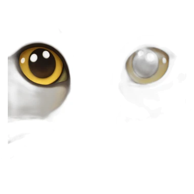 Burmese cat face sticker