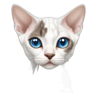 white to chocolate point devon rex cat with blue eyes sticker