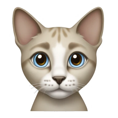 Thai breed adult cat with a light cream-brown body, dark gray nose and face, ears, and paws. sharp ears, and striking light blue eyes  sticker