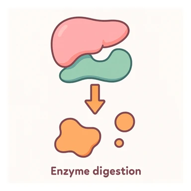 Ultra-detailed scientific illustration  (like in a school book) of enzyme digestion. Macro molecular view, clean white background, no text, no human figures or cartoon characters. Purely biological focus. sticker