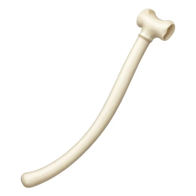 singular long bone sticker