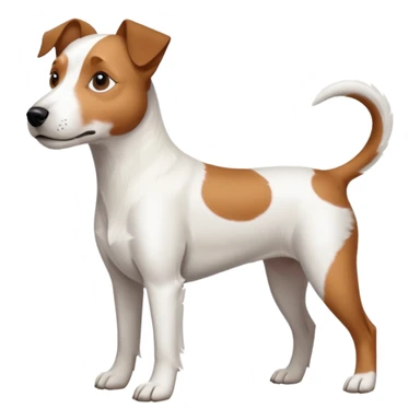 a full body large white parson russell terrier looking dog the size of a kelpie with light brown long ears and a light brown patch on one eye and a large snout sticker