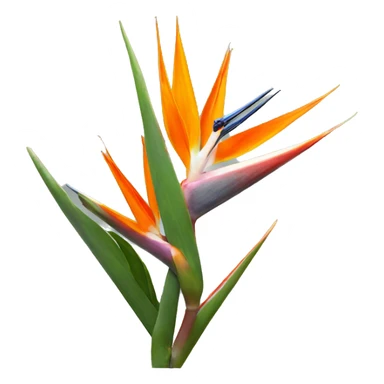 Strelitzia  sticker