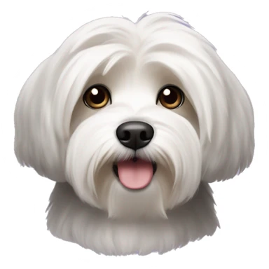 havanese dog with white eyebrows, black head, and a white snout sticker