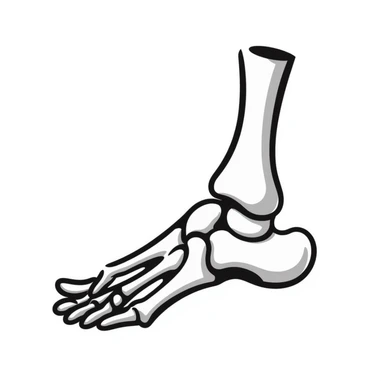 hand-drawn skeleton foot anatomy with visible bones and joints sticker