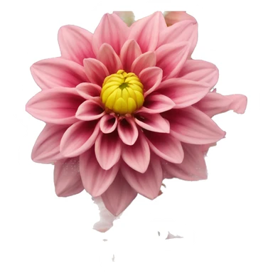 Collarette style dahlia sticker