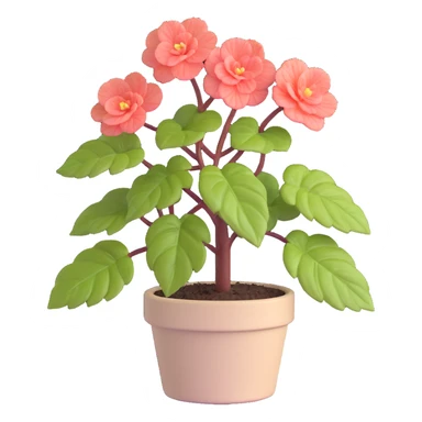 Begonia Rex plant in a beige pot with spiral leaf pattern sticker