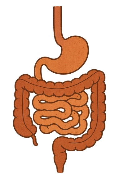Anatomical illustration of the human digestive system, showing the colon, small intestine, and large intestine. Smooth 3D style, soft shading, clean and simple design.
 sticker